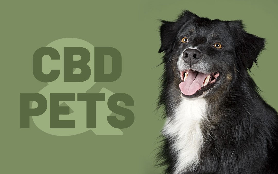 CBD for Dogs and Pets