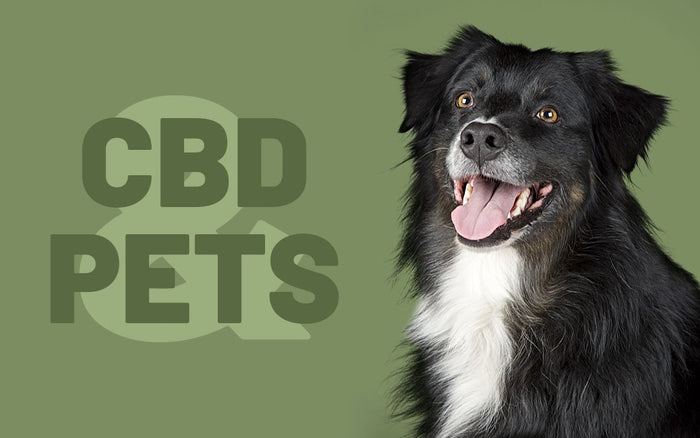 Giving CBD to Pets | What are the UK Laws?
