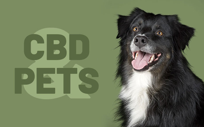 CBD for Dogs and Pets